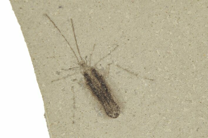 Fossil True Bug (Hemiptera) - Green River Formation, Colorado #250726